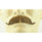 Fake European Mustache - 100% Human Hair - Make It Up Costumes 